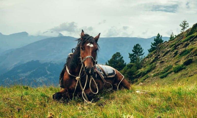 1 Day Horse Riding Adventure in Borjomi Mountains - Forests, valleys, and high views in Borjomi-Kharagauli