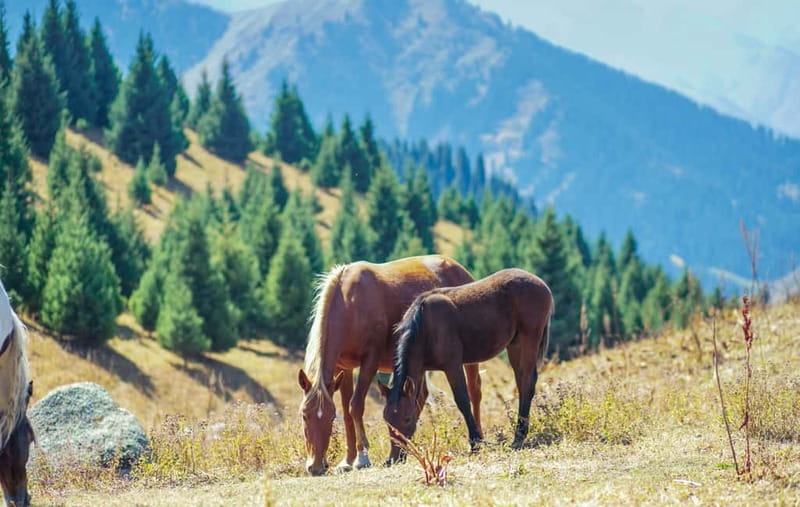 1 Day Horse Riding Adventure in Borjomi Mountains - The people behind the horses