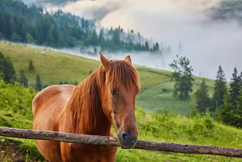 1 Day Horse Riding Adventure in Borjomi Mountains - What four to five hours on horseback really means
