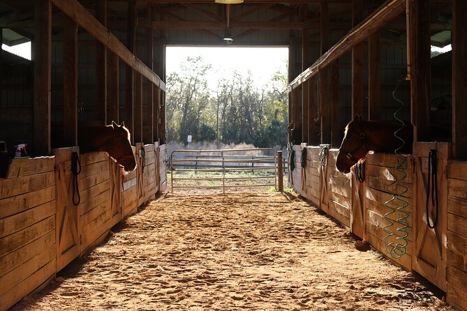 1 Hour Guided Horseback Trail Ride Rock Springs Run State Reserve - From sand pine scrub to swampy bayheads