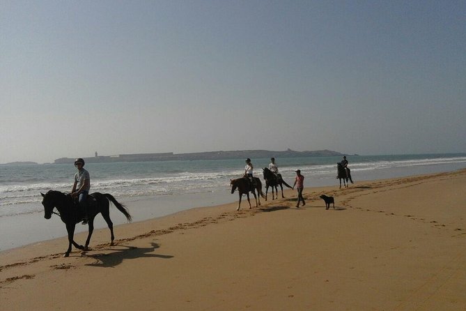 1 hour horse ride on the beach of essaouira - Choosing an Arabian-Barb horse