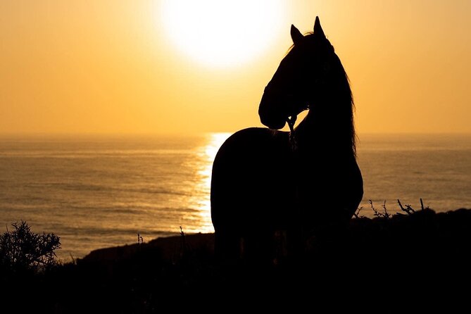 1 hour horse ride on the beach of essaouira - The strongest parts of the experience