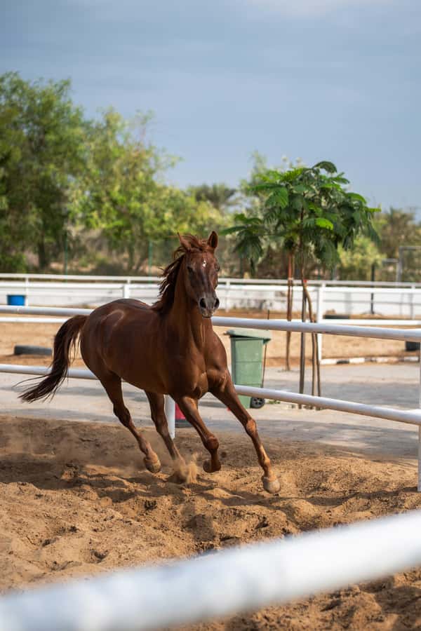 1 Hour Horseback Dubai Desert Park Ride - The horse-care session adds real value