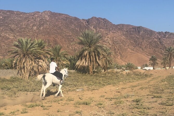 1 Hour Private Horse Riding in Madinah - Key points to know before booking