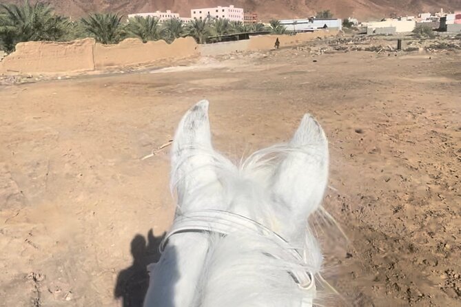 1 Hour Private Horse Riding in Madinah - Getting introduced to your horse