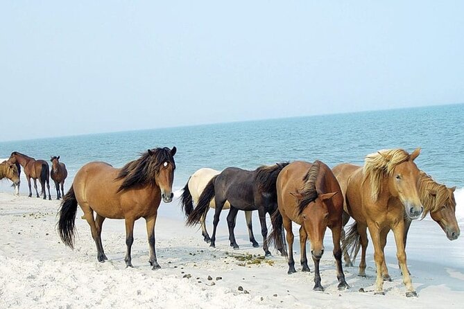 1-Hour Private Party Assateague Island Pony Cruise in Ocean City - Captains Riley, Rylie, and Owen