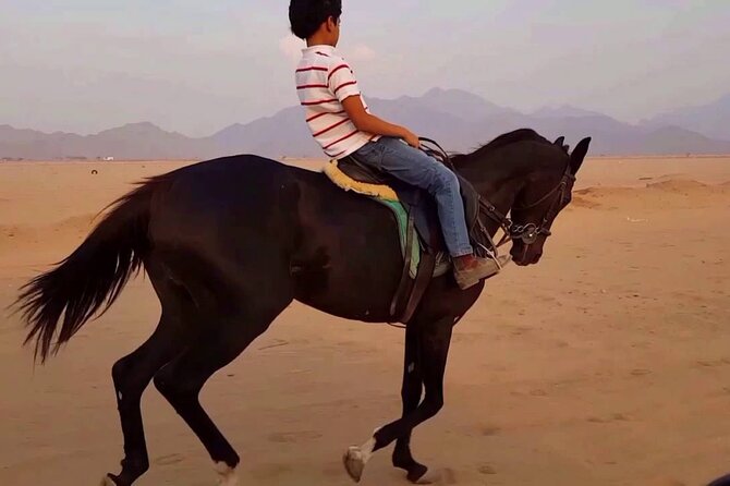 1 Hour Turkish Bath & 1 Hour Horseback Riding - Sharm El Sheikh - Why this Sharm El Sheikh pairing works
