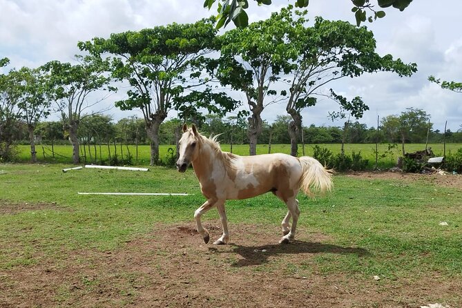 2-Hour Horseback Riding Tour at Sunset from Punta Cana - The horses and the guide team