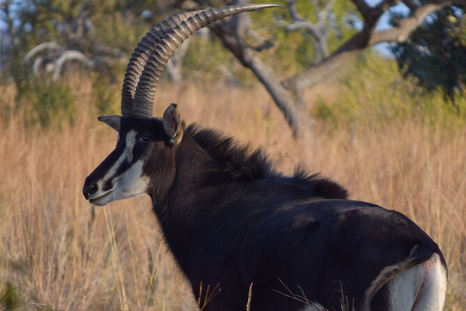 2-Hour Horseback Safari in Hartbeespoort - The guides and the horses