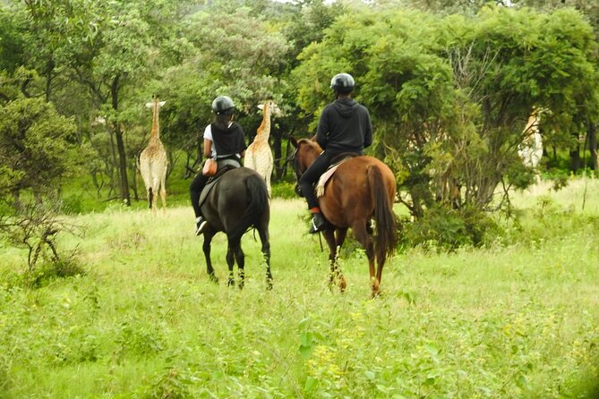 2-Hour Horseback Safari in Hartbeespoort - Is the $54.83 price good value?