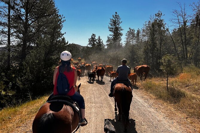 2 Hour Trail Ride in Montana Ranch Country - Key details before you book