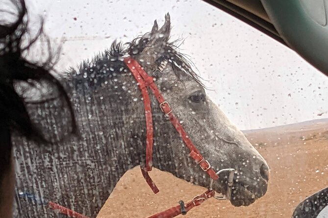 2 Hour Trail Ride to Little Petra-Morning or Sunset - Is $70 a fair price?