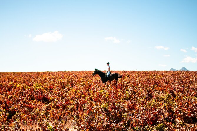 2 Hour Vineyard Trail Ride - A quick look at the Big Cats Park and Spier