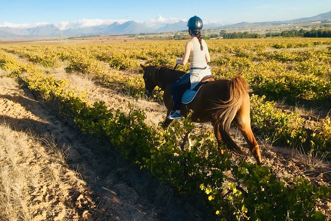 2 Hour Vineyard Trail Ride - Who will enjoy this ride most?