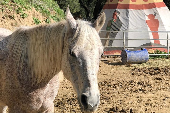 2 Hour Wildflower Horseback Trail Ride experience in Agoura Hills - How much value do you get?