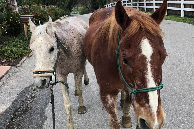 2 Hour Wildflower Horseback Trail Ride experience in Agoura Hills - Who will enjoy this ride most?