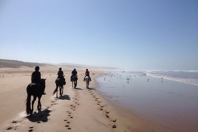 2 hours horse ride beach and dunes in Essaouira Morocco - The Horses and Ranch Standards