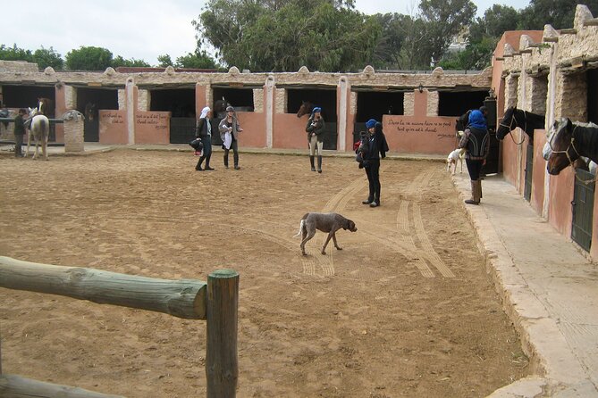 3 hours horse riding in Essaouira, beach, forest and dunes - What the $75.49 price covers