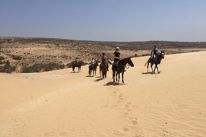 3 hours horse riding in Essaouira, beach, forest and dunes - Meeting an Arabian-Barb horse at the ranch
