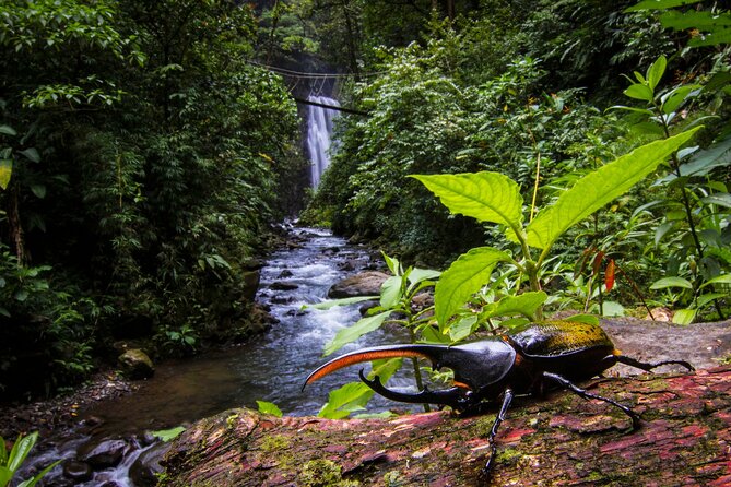 3-in-1 Monteverde Cloud Forest Waterfalls, Wild Trekking and Horseback Riding - Why the horseback return works so well