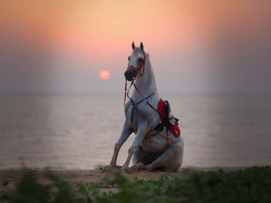 Abu Dhabi: Hudairiyat Island Horse Riding Experiences - Key points to know before booking