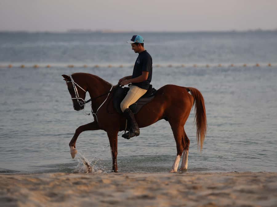 Abu Dhabi: Hudairiyat Island Horse Riding Experiences - Choosing between the four riding options