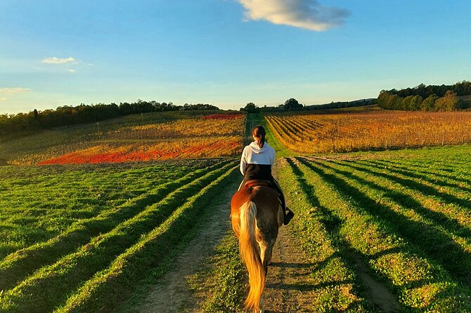 Adventure on horseback in the Tuscan countryside - Is $84.65 a fair price?