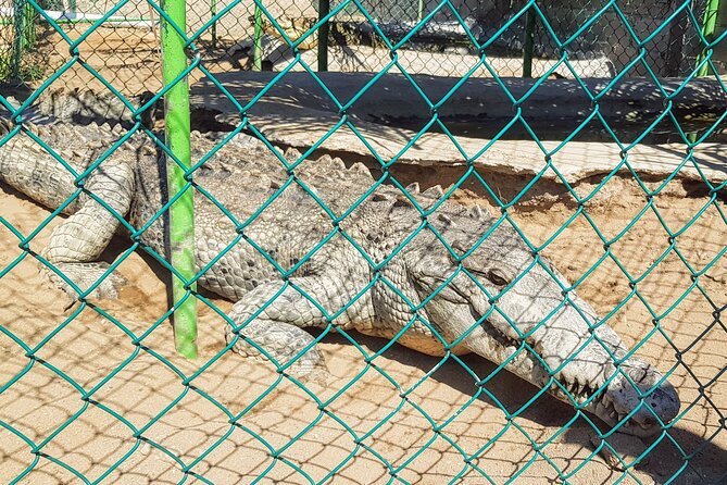 Afro-Mex Village Experience -Horseback Ride -Turtle Hatch & Crocs - Guides, local touches, and the human side