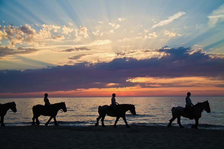 Agadir: Sunset Horse Riding Experience And Relaxing Massage - Why the Barb Arabian horses matter