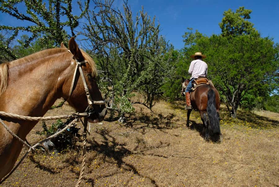Agadir/Taghazout: Horse Rides Experience With Transfers - Key points to know before booking
