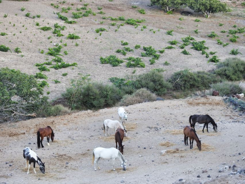 Akrotiri: Guided Horseback Riding Day Trip to a Beach - Practical details before you book