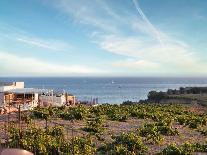 Akrotiri: Guided Horseback Riding Day Trip to a Beach - Following vineyards, lava rock, and local trails