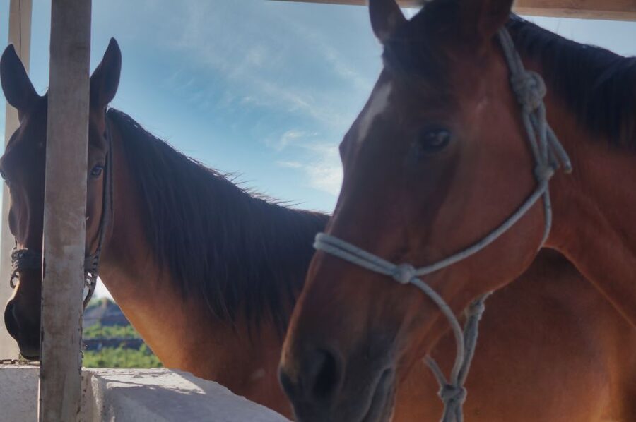 Akrotiri: Guided Horseback Riding Day Trip to a Beach - Who should book this ride