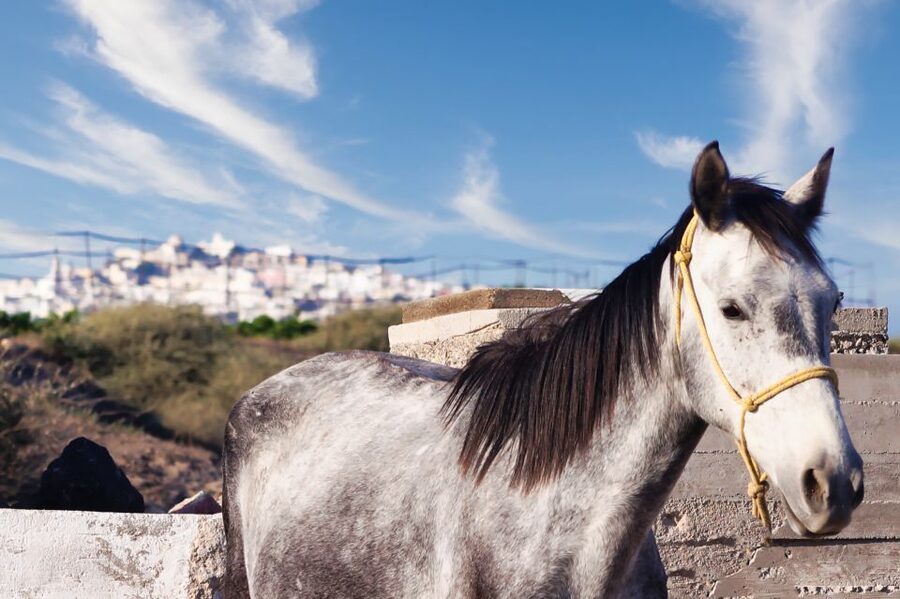 Akrotiri: Guided Horseback Riding Day Trip to a Beach - Meeting the horses and learning the basics