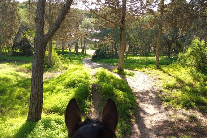 Algarve - Exclusive horseriding in Portimao (no experience required) - How beginner-friendly is the ride?