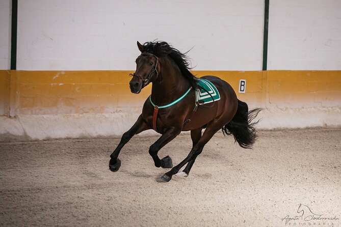 Andalusian Horses and Flamenco show with transportation - How much flamenco should you expect?