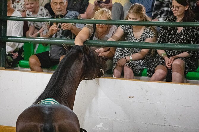 Andalusian Horses and Flamenco show with transportation - Seating, comfort, and the venue