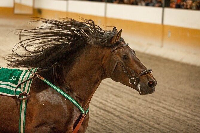 Andalusian Horses and Flamenco show with transportation - Is $51.66 a fair price?