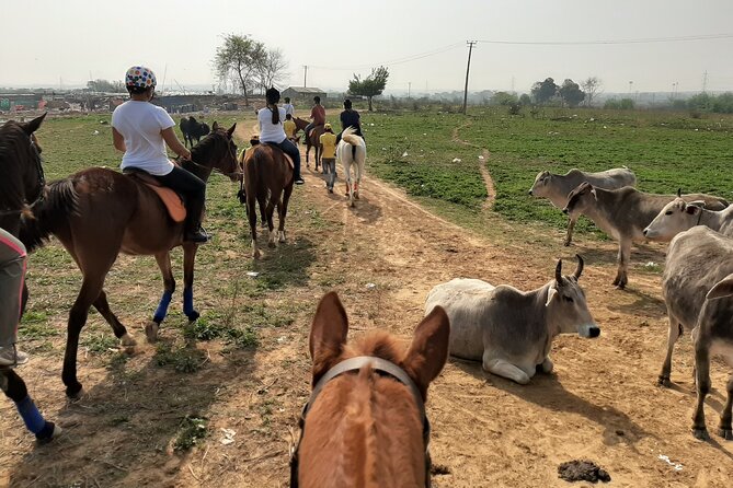 Aravali Trail Experience( Jungle Safari Forest area)- Horseback Riding - From Gurgaon traffic to Aravalli quiet