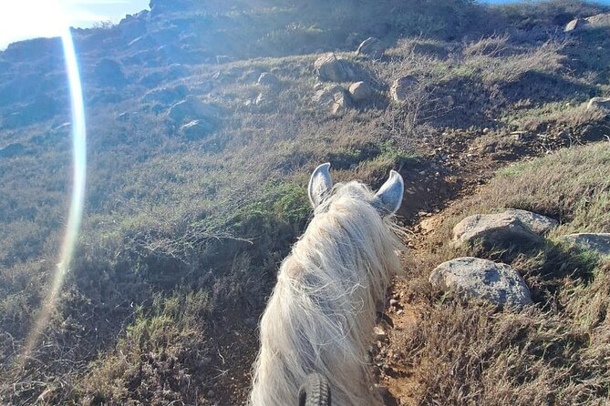 Aruba Horseback Riding Tour For Advanced Riders - Pickup rules matter more than they seem
