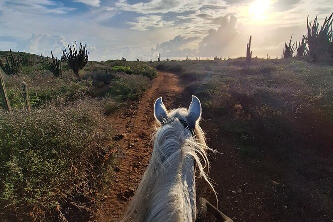Aruba Horseback Riding Tour For Advanced Riders - Who should book this ride?