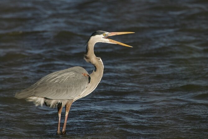 Assateague Horses, Herons and Happy Hour Cruise - Key points to know before booking