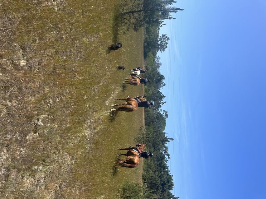 Aveiro: Horse Riding Experience with Instructor - One hour and six kilometers through rural ground