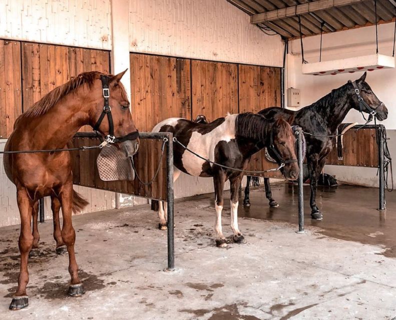 Aveiro: Horseback Riding at a Pedagogical Farm - What the natural setting adds