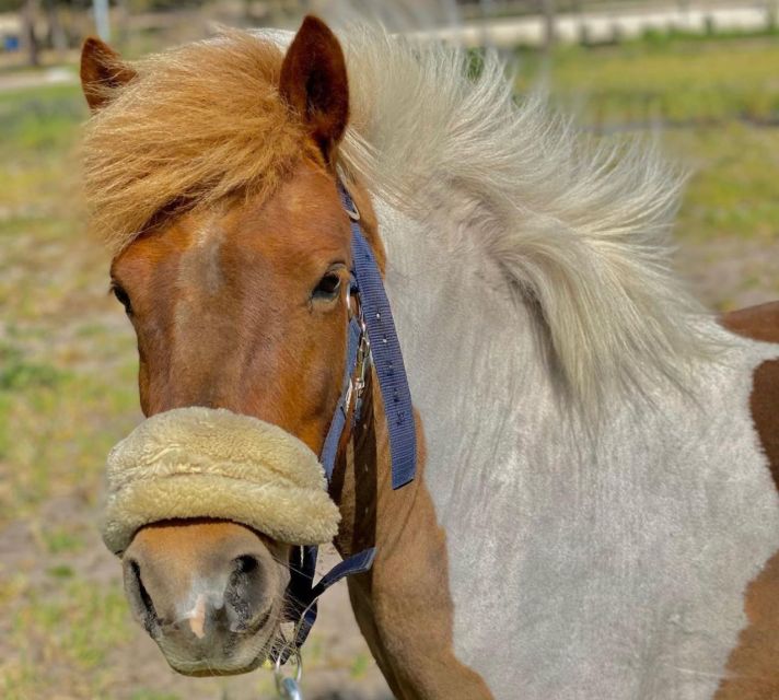 Aveiro: Horseback Riding at a Pedagogical Farm - Who should book this experience?