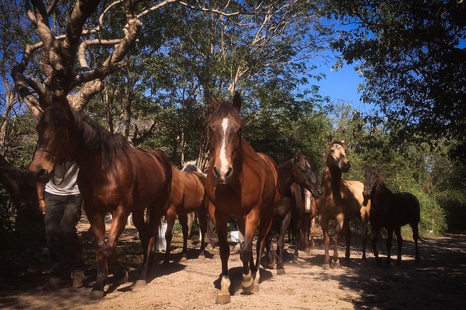 Award-winning Classic Horseback Ride (max. 6 riders) - Narrow jungle paths and wider trails