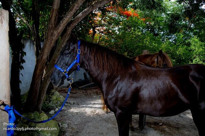 Award-winning Private Classic Horseback Ride - What the $149 price gives you