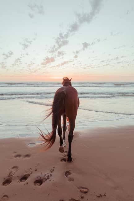 Bahamas: Nassau Horseback Riding on Beaches & Trails - From Nassau ranch to Caribbean shallows