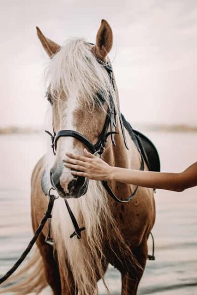 Bahamas: Nassau Horseback Riding on Beaches & Trails
