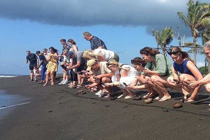 Bali Horse Riding and Turtle Release at Saba Beach - Why the turtle release gives this day its purpose